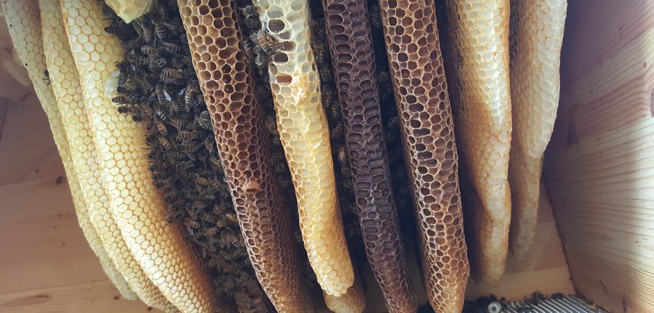 Bienenwaben im Bienenstock von Pro-Liberis