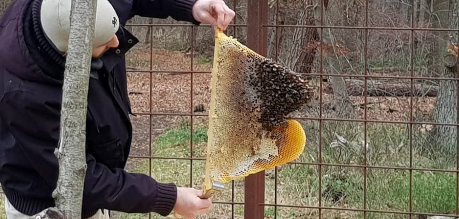 Imker kontrolliert den Bienenstock in der Kita