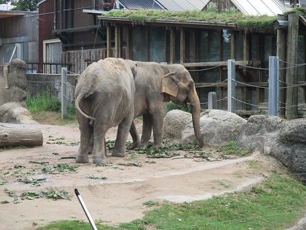 Elefanten im Karlsruhe Zoo