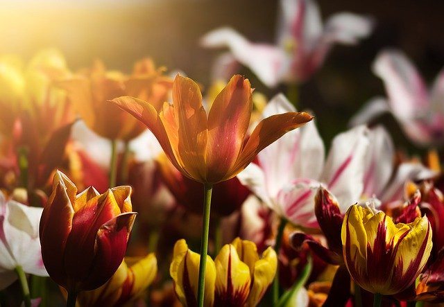 Nahaufnahme von Tulpen