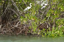 Spendenaktion: Mangrovenaufforstung verbindet Klimaschutz und Klima-Anpassung