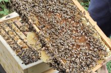 Die Bienchen auf dem Weg zu den Bienen